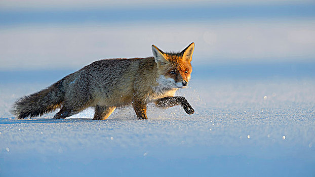 红狐,狐属,走,雪,波希米亚风格,树林,捷克共和国,欧洲