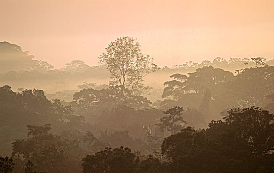 南美,厄瓜多尔,亚马逊河,雾气,上方,树荫