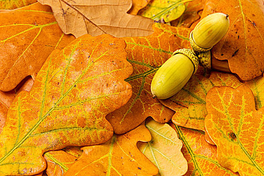 秋天,橡树叶,背景,橡子