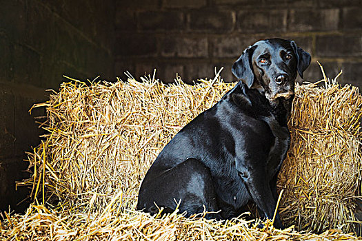 黑色拉布拉多犬,狗,坐,大捆,稻草,厩