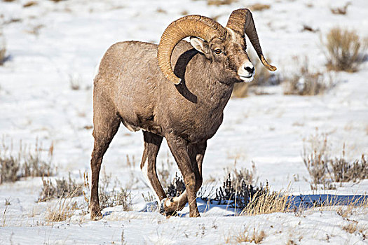 美国,怀俄明,国家麋鹿保护区,大角羊,公羊,走,雪中