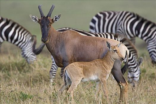转角牛羚,幼兽,马赛马拉,肯尼亚