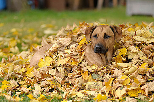 杂交品种,罗德西亚背脊犬,卧,堆,叶子