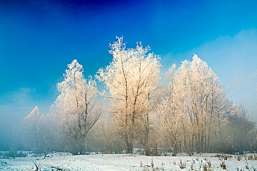 冬日,雪景,雪地,蓝天,雾松