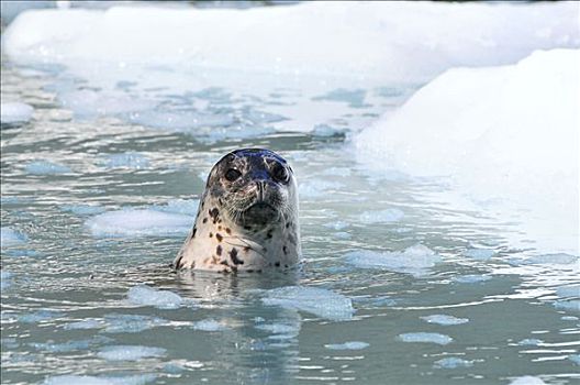 斑海豹,浮冰,耶鲁,冰河,威廉王子湾,阿拉斯加,夏天
