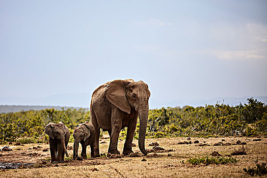 非洲象,两个子女,阿多大象国家公园,东开普省,南非,非洲
