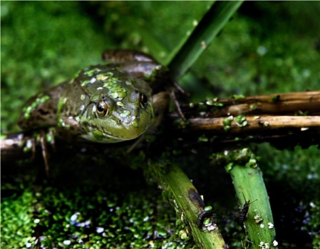 青蛙,水塘