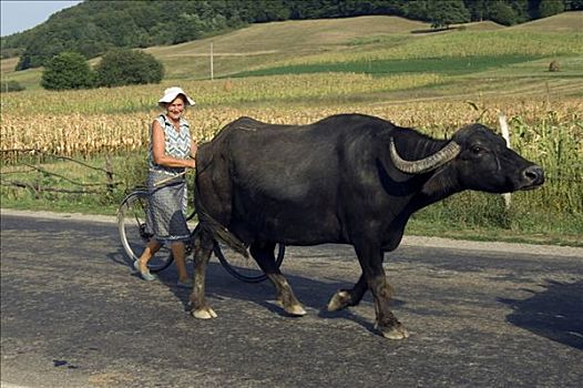 女人,牛,自行车,乡间小路,马拉穆列什,罗马尼亚