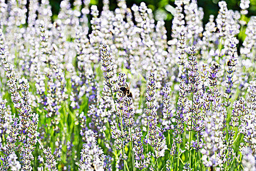 蜜蜂,薰衣草种植区