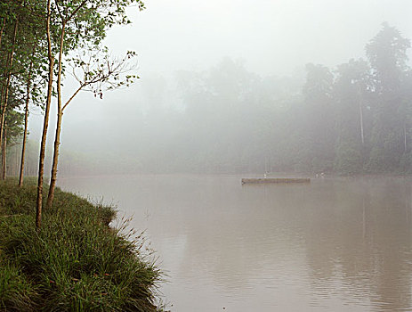 模糊,河,丛林,原木,漂浮,远景,树,前景,京那巴丹岸河,沙巴,马来西亚,婆罗洲