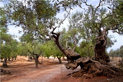 古老,地中海,橄榄树,马略卡岛,岛屿