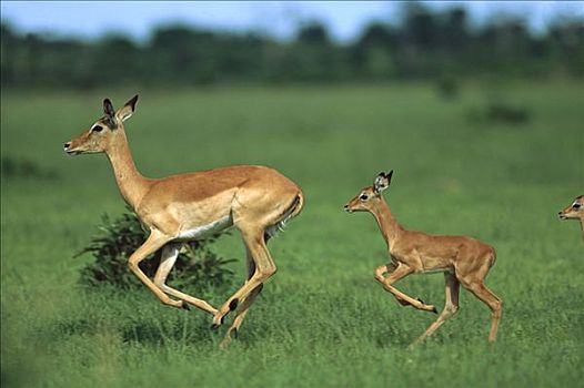 黑斑羚,母兽,幼兽,跟随,后面,夏天,乔贝国家公园,博茨瓦纳