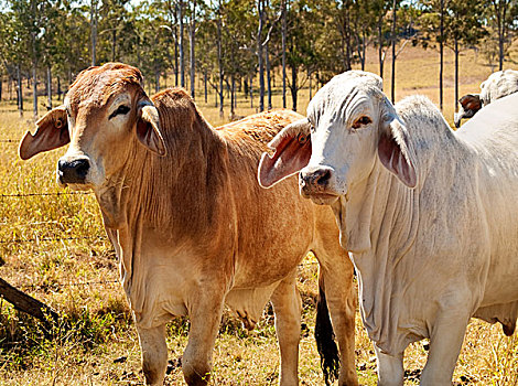 澳大利亚,菜牛,产业,红色,灰色,母牛
