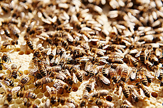 蜜蜂,工作,蜂窝,蜂巢