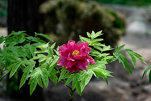 中国名花牡丹花