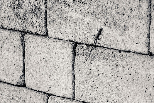 蜥蜴,墙壁