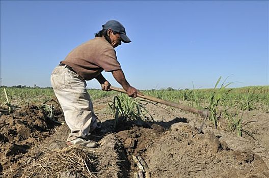 培育,甘蔗,制作,玻利维亚,南美