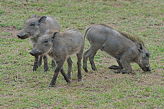 三个,中心,非洲,疣猪,三角形,马赛马拉国家保护区,肯尼亚