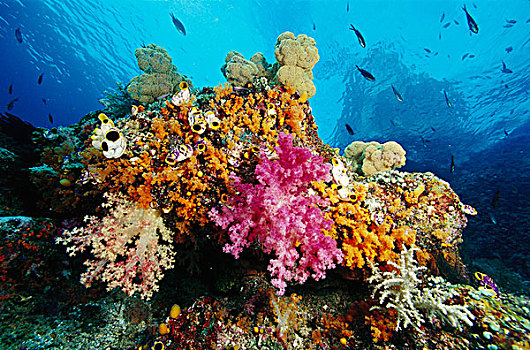 软珊瑚,礁石,景色,混合,物种,印度尼西亚