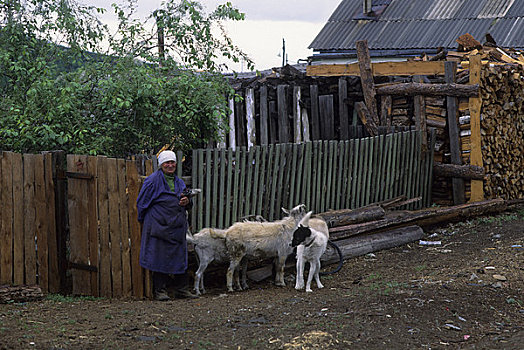俄罗斯,西伯利亚,靠近,乡村,女人,山羊