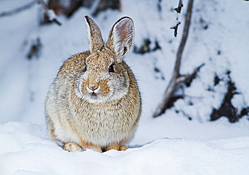 怀俄明,棉尾兔,兔子,雪中
