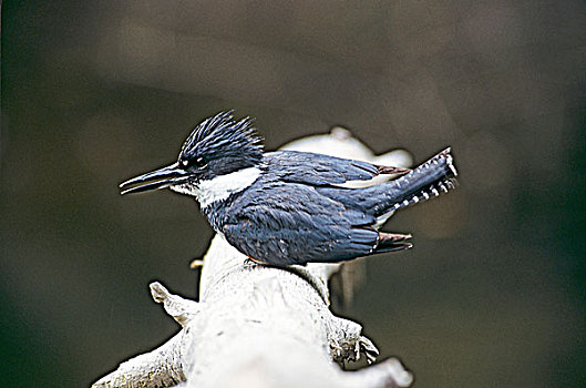 翠鸟,栖息,枝头,不列颠哥伦比亚省,加拿大