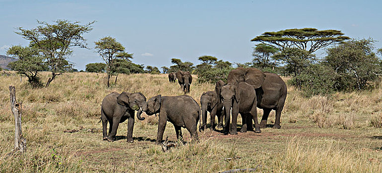 非洲大象009