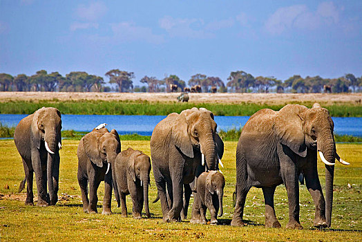 非洲象,牧群,幼小,安伯塞利国家公园,肯尼亚,非洲