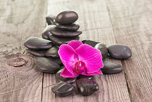 紫红色,蝴蝶兰属,兰花,黑色,石头,木质背景