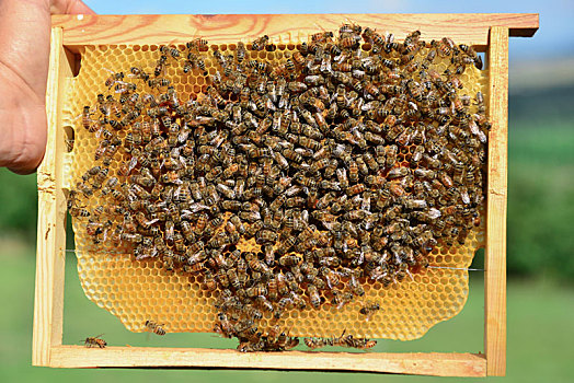 生物群,蜜蜂,蜂蜜