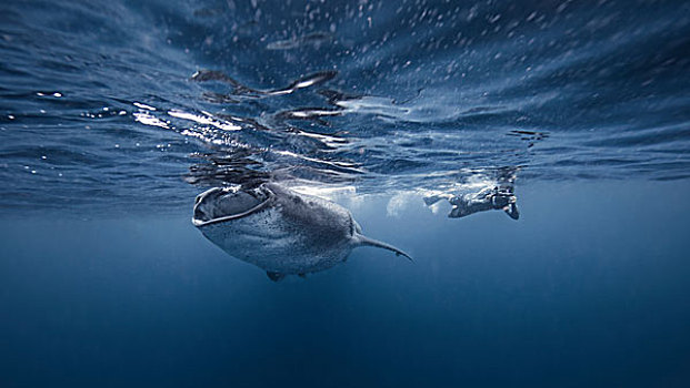 潜水,游动,鲸鲨,水下视角,坎昆,墨西哥
