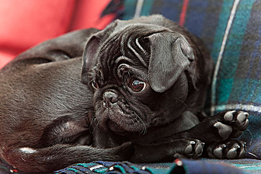 黑色,哈巴狗,小狗,躺着,毯子