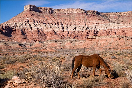 家养动物,牲畜,马,放牧,荒芜,西南方,峡谷,风景