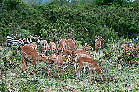黑斑羚,马赛马拉,肯尼亚