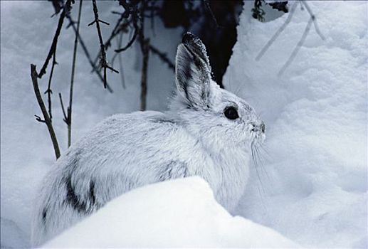 雪兔,保护色,雪中,明尼苏达