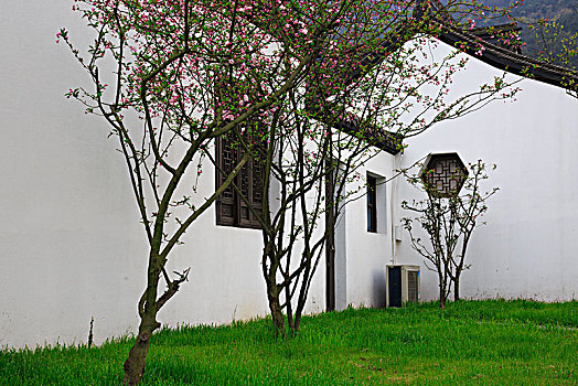 四合院,建筑,春花