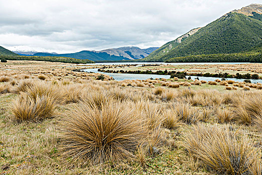 草,风景,河,南部地区,区域,新西兰,大洋洲