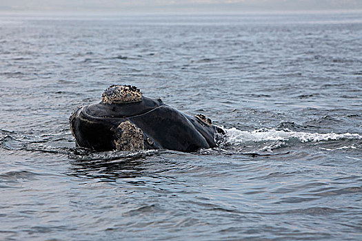 南露脊鲸,头部,成年,出现,海洋,靠近,南非