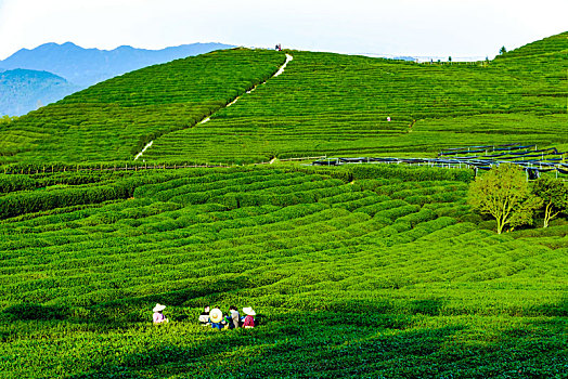 龙坞茶园茶山