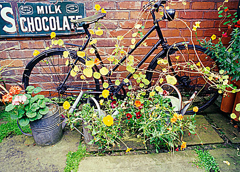 开花植物,老,洒水壶,旧式,自行车,正面,砖墙