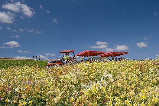 花圃,山