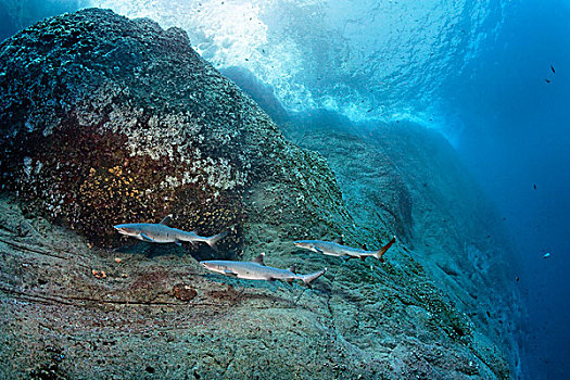 灰三齿鲨,鲎鲛,游动,正面,悬崖,索科罗镇,岛屿,群岛,墨西哥