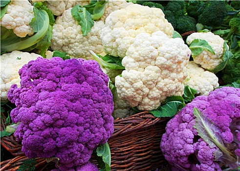 白色,紫色,花椰菜