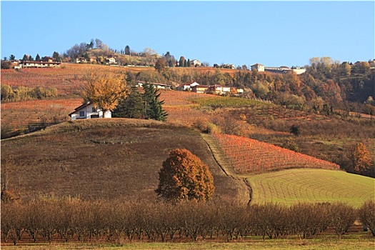 风景,山,葡萄园,秋天,意大利北部