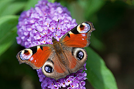 孔雀蛱蝶,成年,花,莱茵兰普法尔茨州,德国,欧洲
