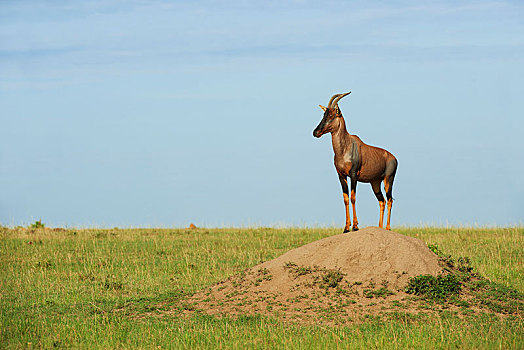转角牛羚,站立,特色,位置,蚁丘,肯尼亚,非洲