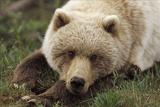 大灰熊,棕熊,女青年,豪猪,困住,嘴唇,德纳利国家公园和自然保护区,阿拉斯加