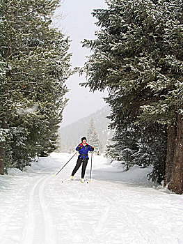 爱达荷,越野滑雪,修饰,小路,落下,雪,靠近,太阳谷,北方,山谷,国家休闲度假区,漂石,山