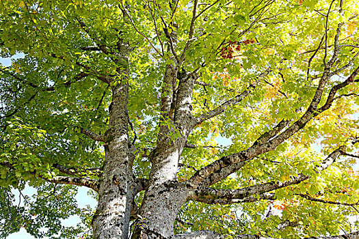 北方红栎,北美红栎,法国,欧洲