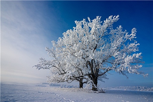 积雪,橡树,寒冷,晴朗,冬天,白天